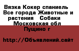 Вязка Кокер спаниель - Все города Животные и растения » Собаки   . Московская обл.,Пущино г.